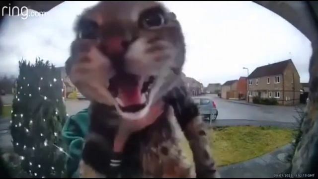 КОТ МЯУКАЕТ ПОД СУПЕР КРУТЫЕ ЗВУКИ 😎😎😎 смотреть онлайн