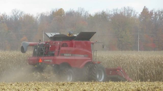 Corn Harvest 2023 | Case IH Axial - Flow 5130 Combine Harvesting Corn | Ontario, Canada