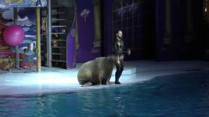 Дельфиниум Новосибирск