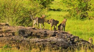 "Christmas in Kenya" 12.2024 4K 60 fps