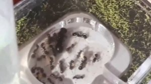 Муравьиная ферма