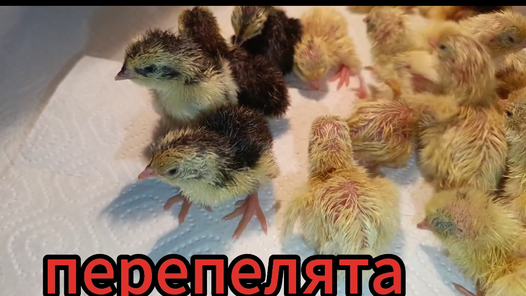 Дождались! Вылупились первые перепелята в 2025 году!
