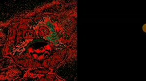 рлб 3 часа 100x скорость