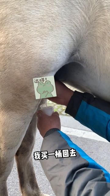 Horse milk with unique taste丨第一次喝剛擠出的馬奶，味道很奇特！ #街頭美食#路邊攤小吃