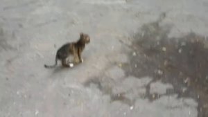 Катенок