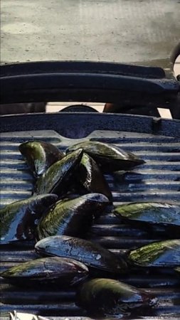 The EASIEST way to grill mussels on your Weber Q grill #SHORTS