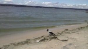 Смешные вороны