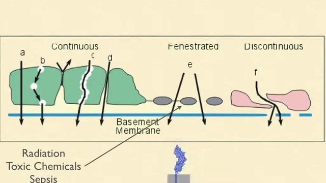 50 Years Lost in Medical Advance: The Vascular Endothelium