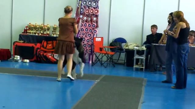 выставка собак Астана 17 08 2014 американская акита смотреть онлайн