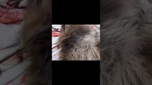 Ар-в от 1.8.22 Как мы вычёсываемся ежедневно. Безболезненно. Мейн кун Сева #cat #сева #котик #кот