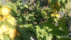 Созрело три сорта гибридной алычи. Сад Тоторова.