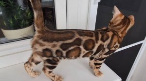Бенгальский котик