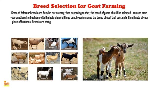 How to Start a Goat Farming Business With Low Investment || Farming Business
