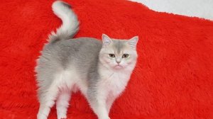 Британская Шиншилла ay11 голубое золото, кошка