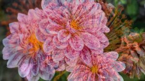 Самая красивая мелодия в мире! Сборник лучшего от  Сергей Грищук! Слушать