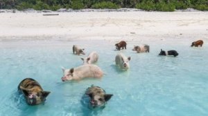 'Зачем свинья валяется в грязи?''