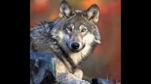 Полезная инфа про волков