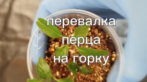 ПЕРЕВАЛКА ПЕРЦА НА ГОРКУ