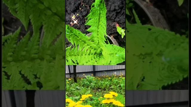 Капельки росы. смотреть онлайн