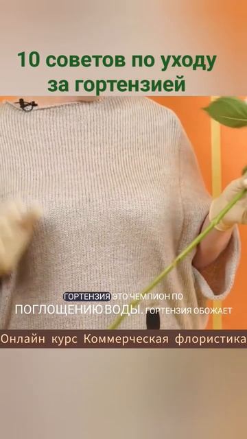 10 советов по уходу за гортензией. Онлайн курс Коммерческая флористика. Уход за цветами смотреть онлайн