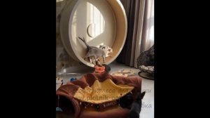 Настенное беговое колесо для кошек #беговоеколесо