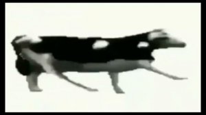 корова танцует 2 часа под польскую песню