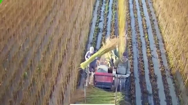 Satisfying Videos🔴 The Most Modern Agriculture Machines That Are At Another Level 45