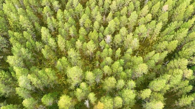 ВОЖЕГА и ВОЖЕГОДСКИЙ РАЙОН - 2024. МАРЬИНСКИЙ БОР. ЧАСТЬ – 1. смотреть онлайн