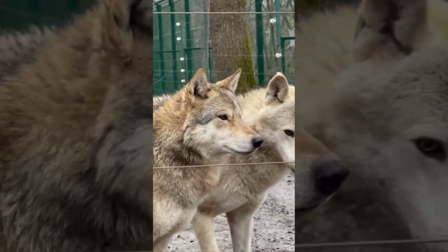 Волки играют очень важную роль в балансе экосистем