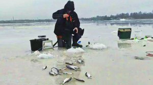 Лёд тает.Рыба клюет в каждой лунке.Рыбнадзор не дремлет.Ловля со льда на реке с сильным течением.