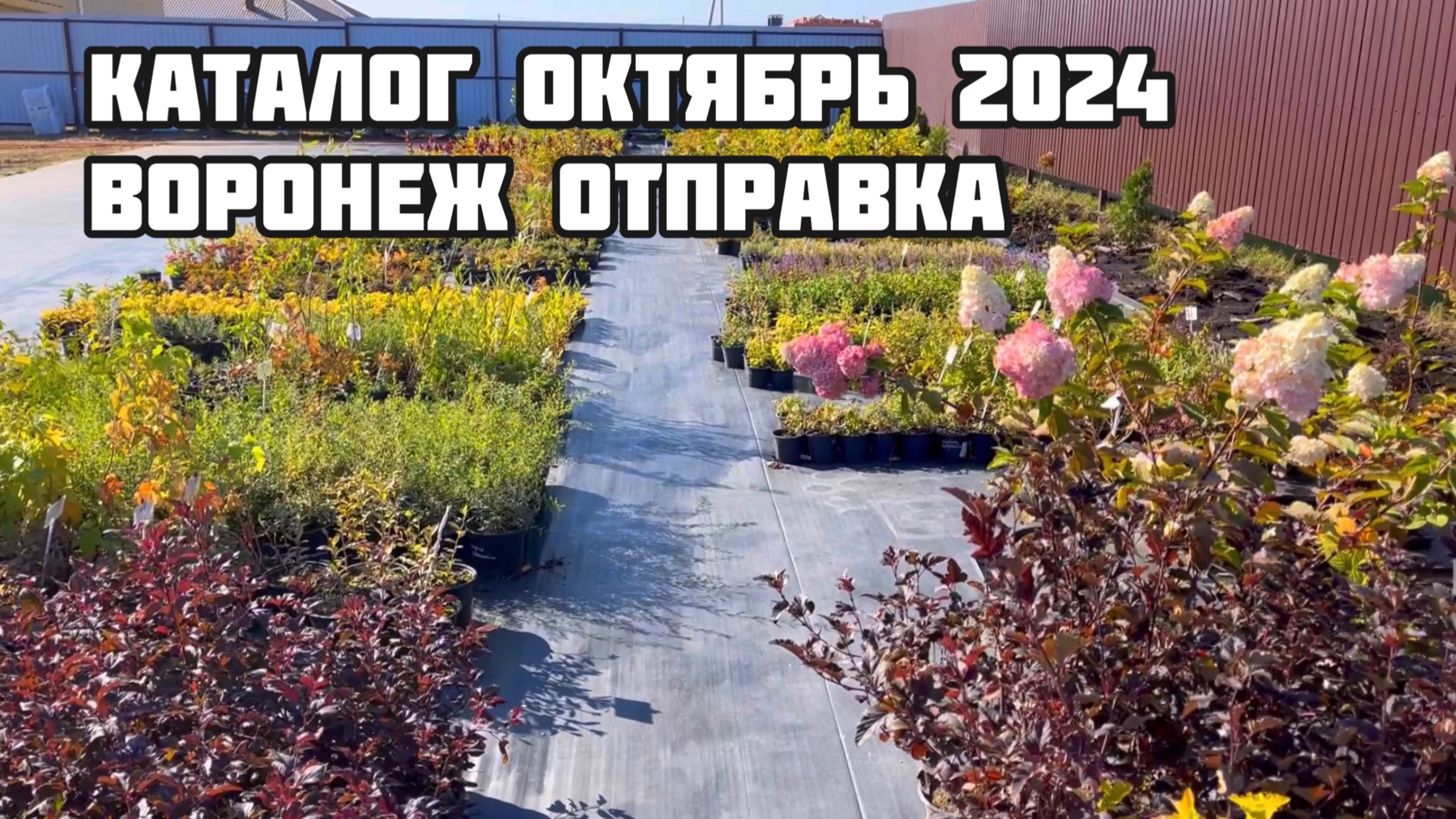 Шматова питомник. Каталог октябрь 2024 Воронеж. Отправка по России.