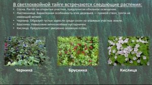 Урок по окружающему миру 4 класс. Тема: "Природная зона - тайга".