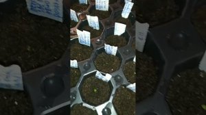 Выращивание Петунии из семян! 13 день от всходов!