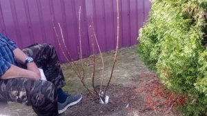 Омолаживающая обрезка метельчатой гортензии  LEVANA. Апрель 2024.