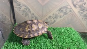 Наблюдаем за черепашками