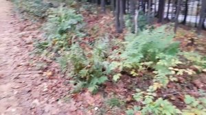 Прогулка в выходные.Ваккосалми парк.