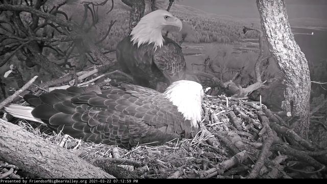 Big Bear Eagles🦅Shadow Stops By At Dusk🌙 Jackie Talks Under Her Breath🎶2021-03-22 смотреть онлайн