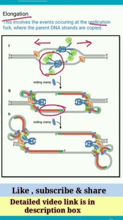 Elongation of DNA replication in Prokaryotes by VEX