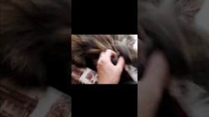 Ар-в 2.8.22 Если мы хотим спать.  Нас пушкой не поднять Мейн кун Сева #cat #сева #котик #кот