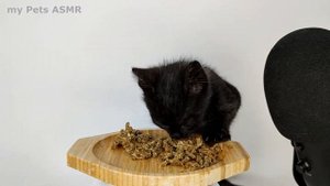 1 Hour Kitten Eating Food ASMR Compilation