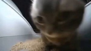 чипи чипи чапа чапа музыка