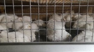 Техасцы перепелята 19 суток, пересадил из брудера во взрослую клетку