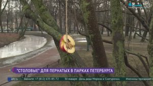 «Столовые» для пернатых в парках Петербурга