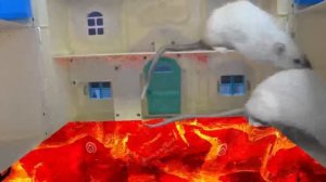 24 ЧАСА ПОЛ ЭТО ЛАВА В ШКОЛЕ ДЛЯ КРЫС | Крыса Блогер