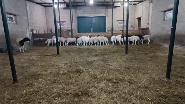 ДОРПЕР. Особенности и отличия породы ДОРПЕР. смотреть онлайн