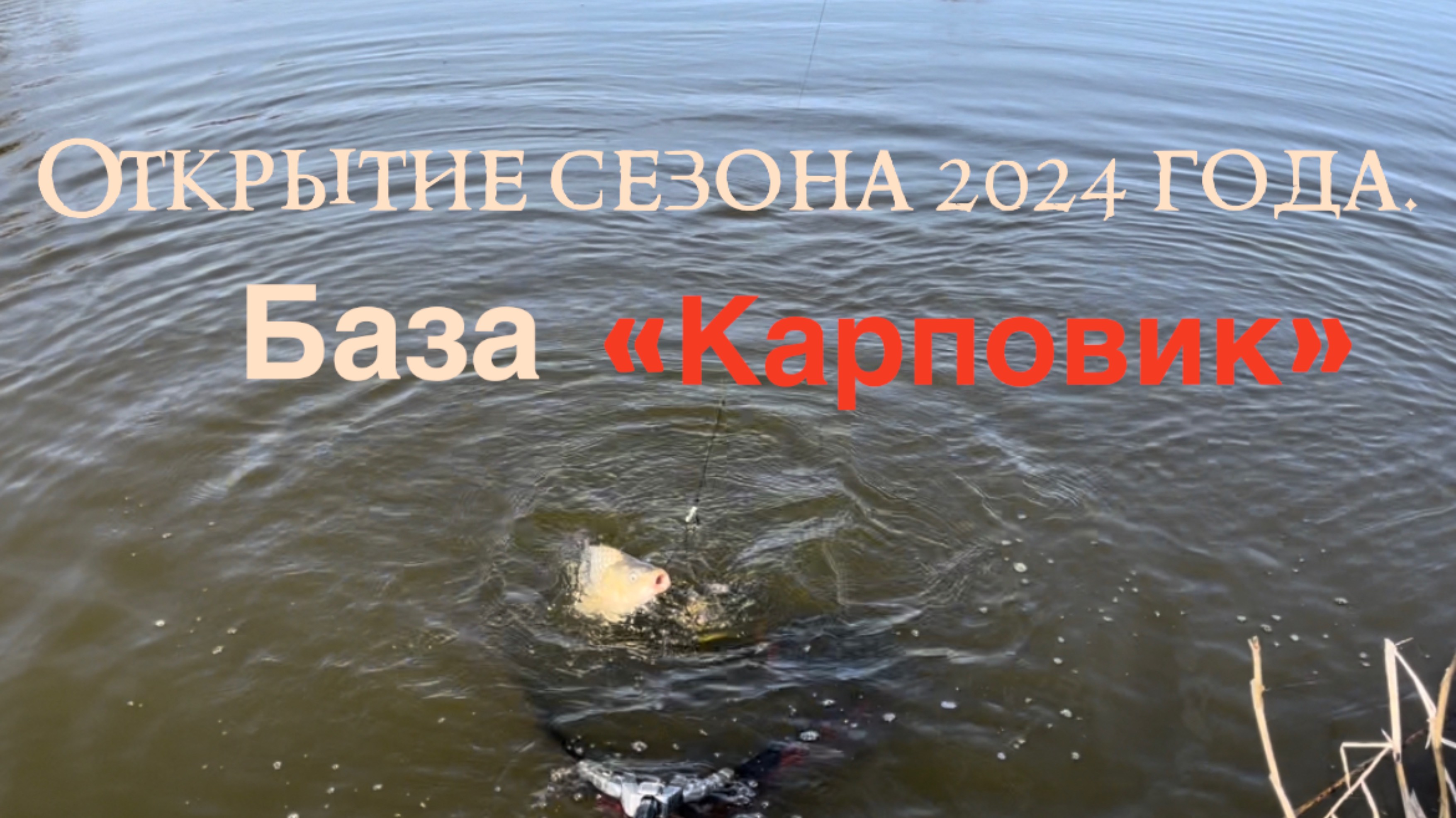 Открытие сезона 2024 года. База «Карповик»  Рыбалка, Ставропольский край.