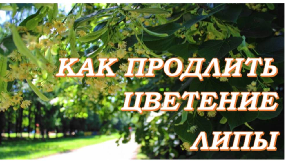 Почему липа не выделяет нектар?