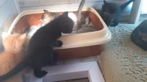 Котятам полтора месяца