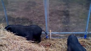 Вьетнамские свиньи: кормление и содержание