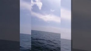 истов ветер свободы